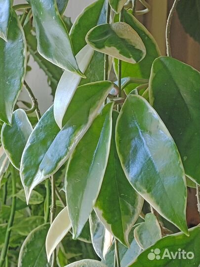 Хойя. Руэлия. Колумнея. Клеродендрум. Белопероне