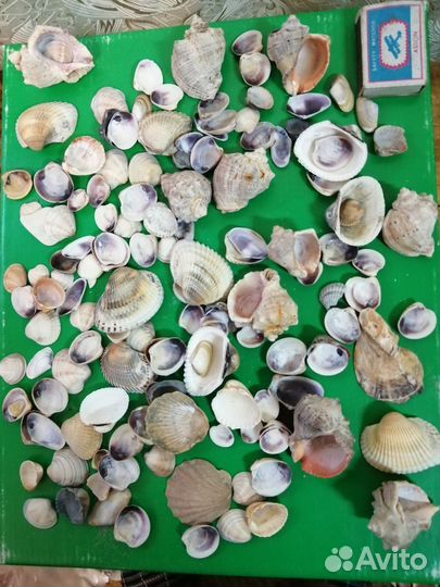 Морские ракушки