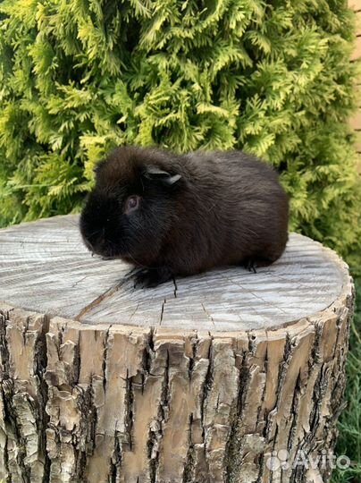 Морская свинка американский тедди