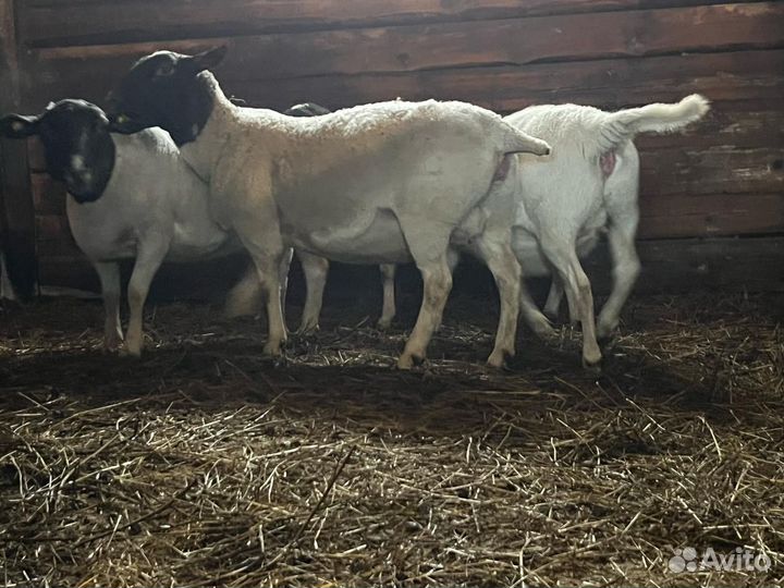 Овцы Дорперы