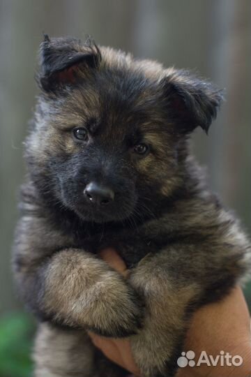 Щенки немецкой овчарки рабочего разведения