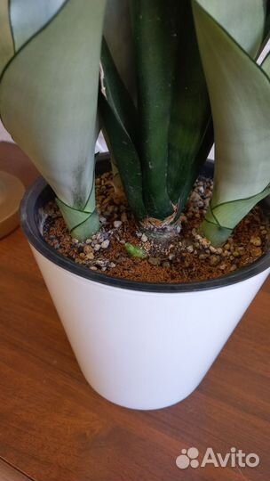 Сансевиерии сортовые Муншайн,футура грин