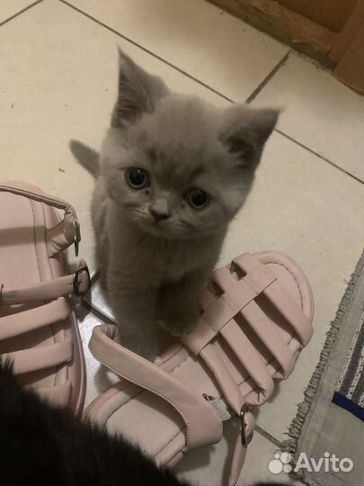 Шотландские котята