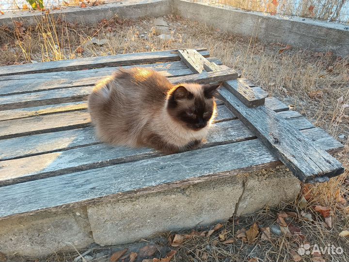 Сиамская кошечка
