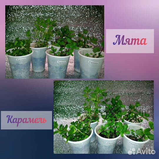 Мята свежая