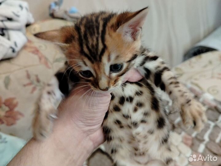 Бенгальские котята