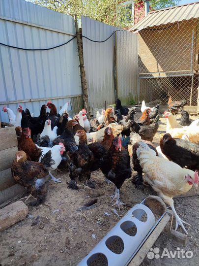 Петушки Маран, ухейулюй, брама, нидерхайнер