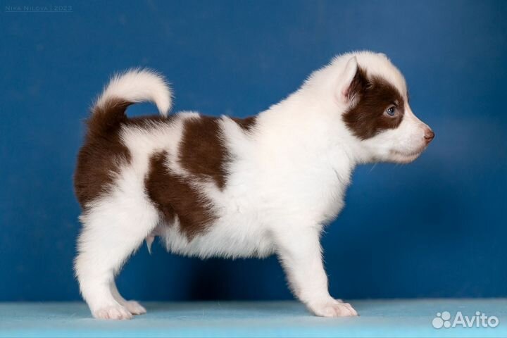 Щенки якутской лайки