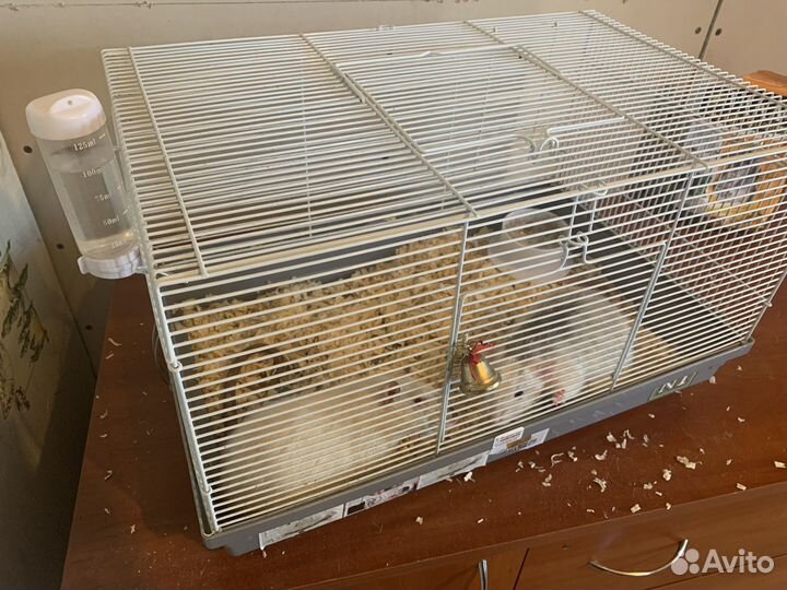 Крысы с клеткой