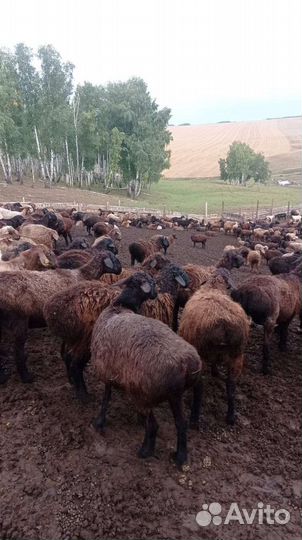 Овцы бараны живьём.на мяса