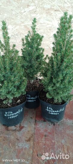 Ель канадская коника