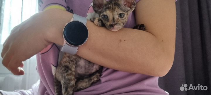 Донской сфинкс велюр котята