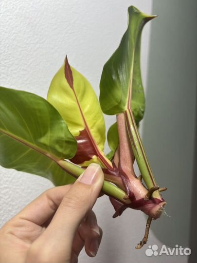 Филодендрон Yellow Flame