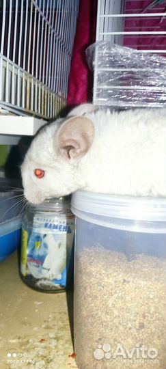 Шиншилла
