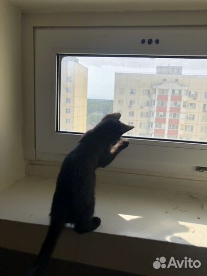 Черный котенок в добрые руки