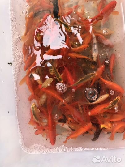 Рыба комета для пруда