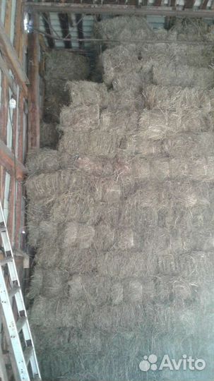 Сено в тюках по 18-19 кг. Скошено с душой