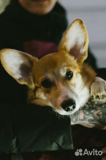 Собака для фотосессии корги пемброк