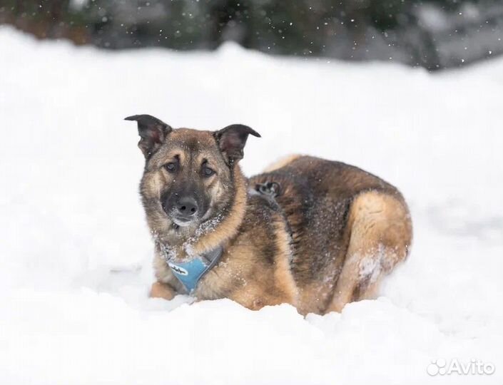 Собаки бесплатно
