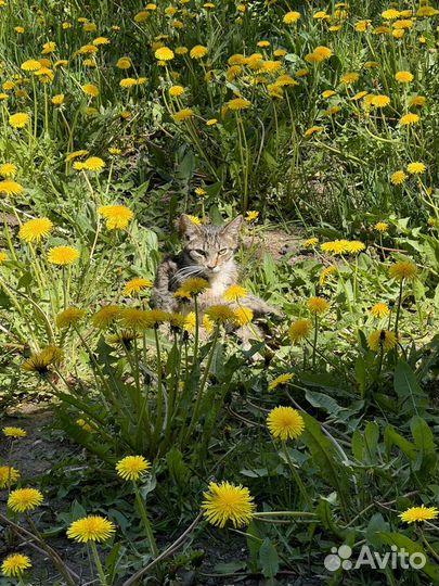 Котики маленькие бесплатно