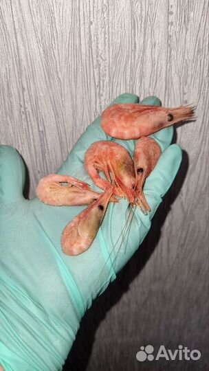 Креветка северная 250+