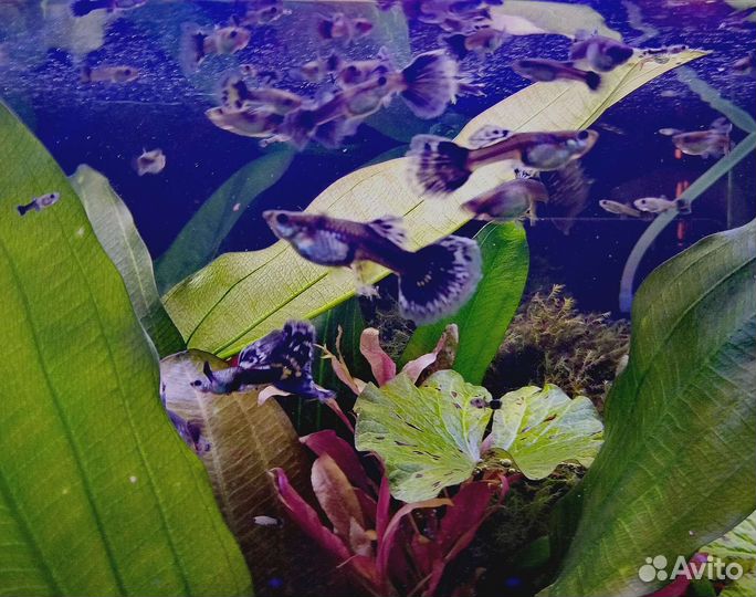 Гуппи чистая линия