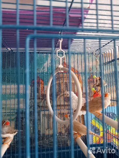 Зебровые амадины