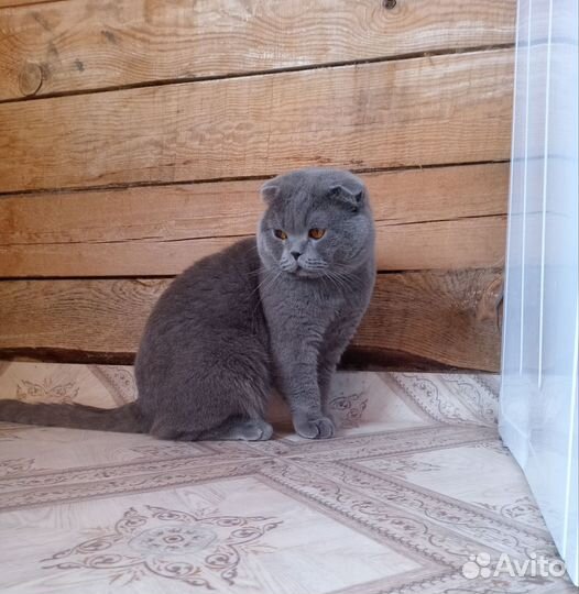 Шотландский кот