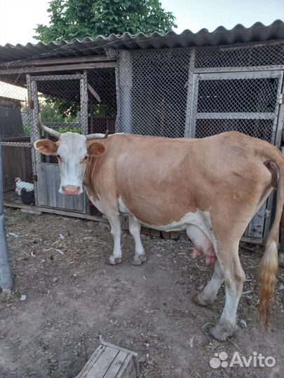 Корова стельная дойная