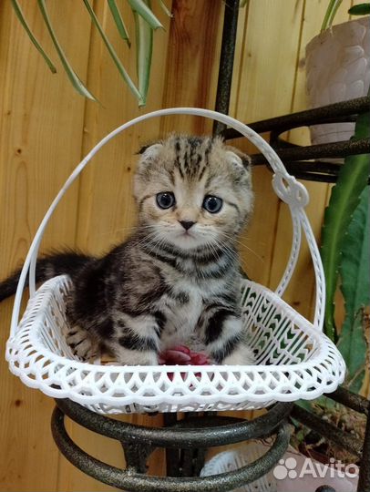 Шотландские котята