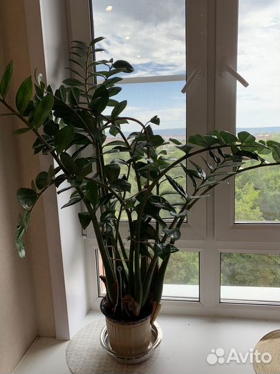 Замиокулькас