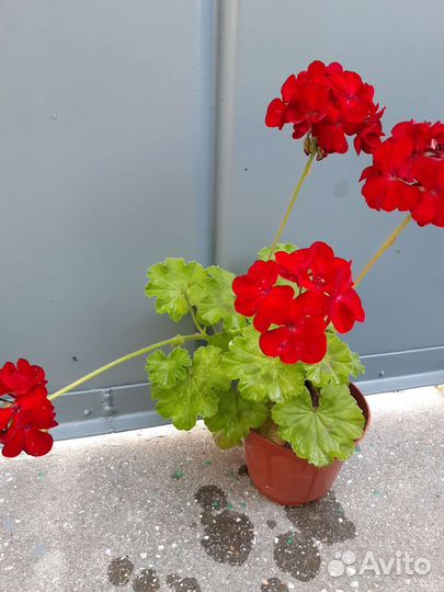 Герань пеларгония цветущее растение