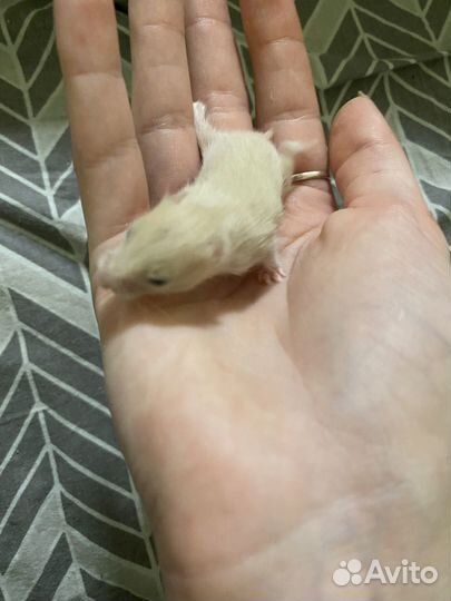 Сирийский хомяк бесплатно