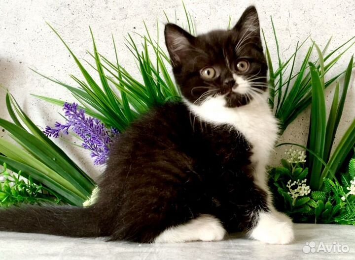 Британская кошечка