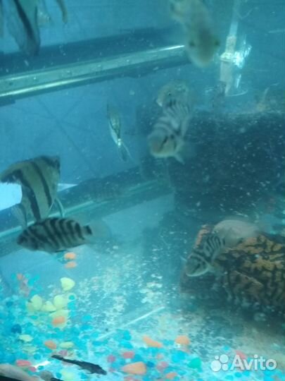 Аквариумные рыбки