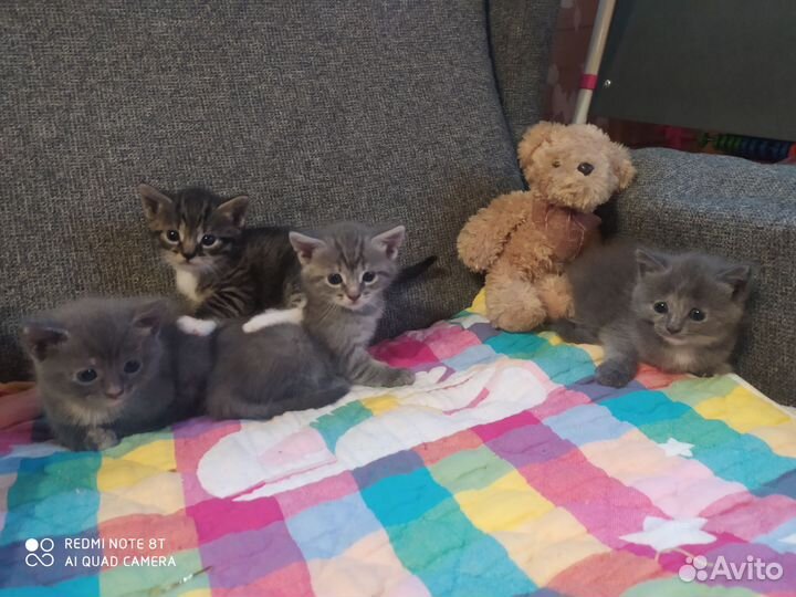 Кошки в добрые руки