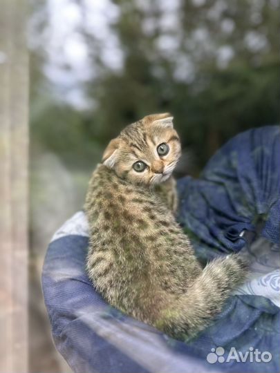 Котенок -тигренок