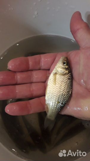 Живой карась