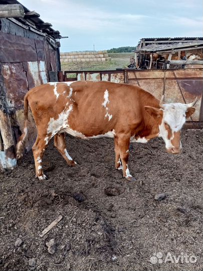 Продаются телки