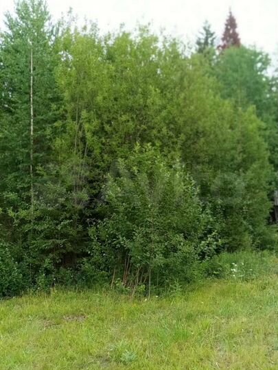 Участок 6,5 сот. (СНТ, ДНП)