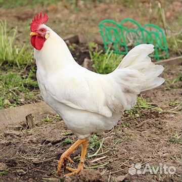 Куры несушки порода Декалб
