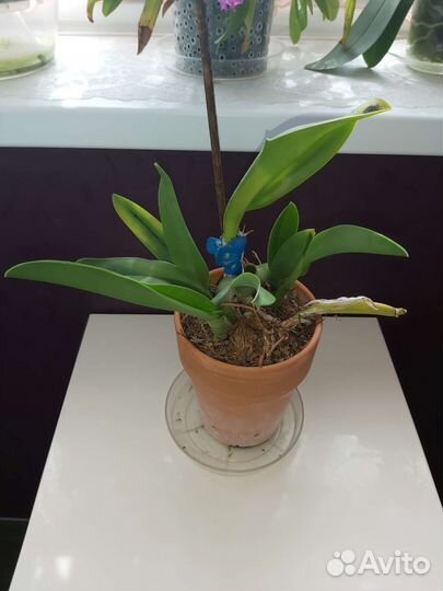 Орхидея каттлея гибридная