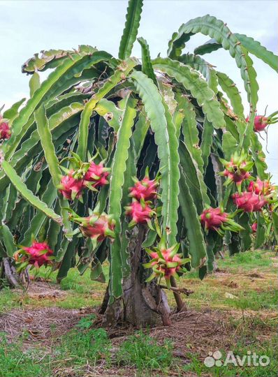 Питахайя (Драконий фрукт) ростки