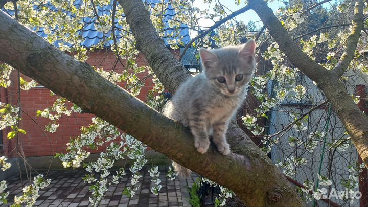 Котята в добрые руки даром