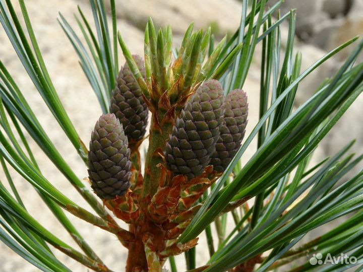 Кедр корейский (лат. Pinus koraiensis) 2022 год пр