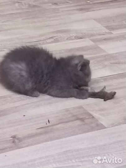 Британская кошка в дар