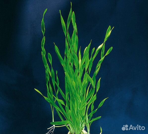 Аквариумное растение