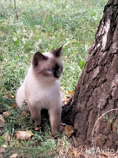 Сиамский кот бесплатно
