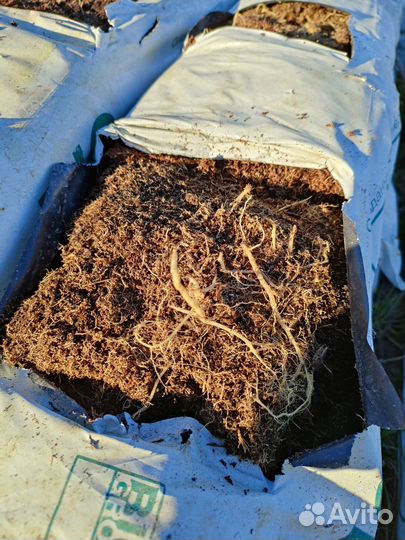 Маты - кокосовый субстрат