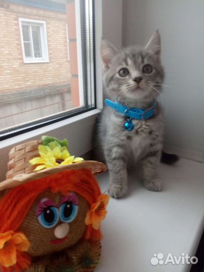 Британские котятки